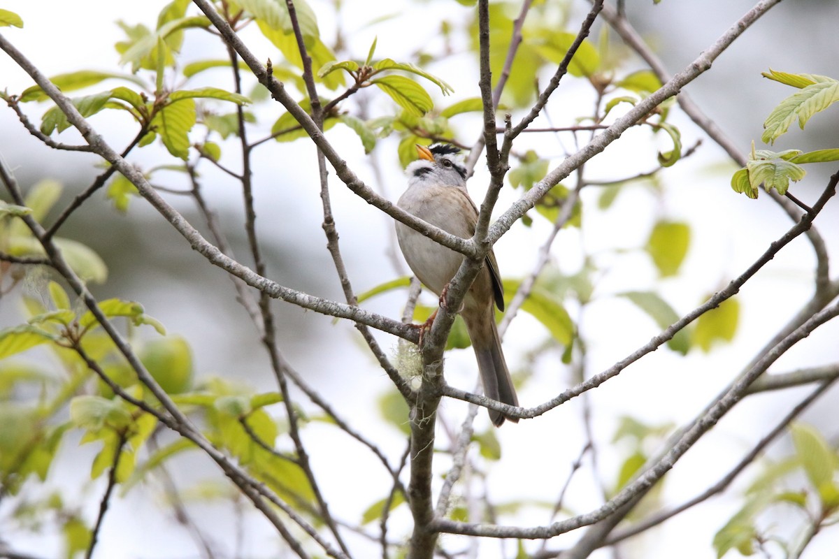 White-crowned Sparrow - ML618238442