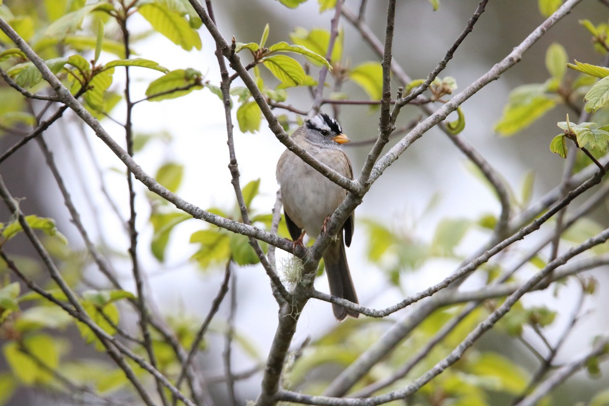 White-crowned Sparrow - Kit Pflughoft