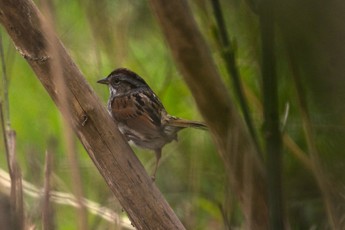 Swamp Sparrow - ML618238447