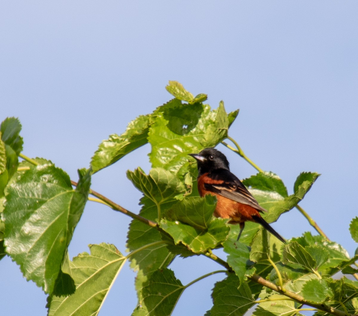 Orchard Oriole - ML618238449