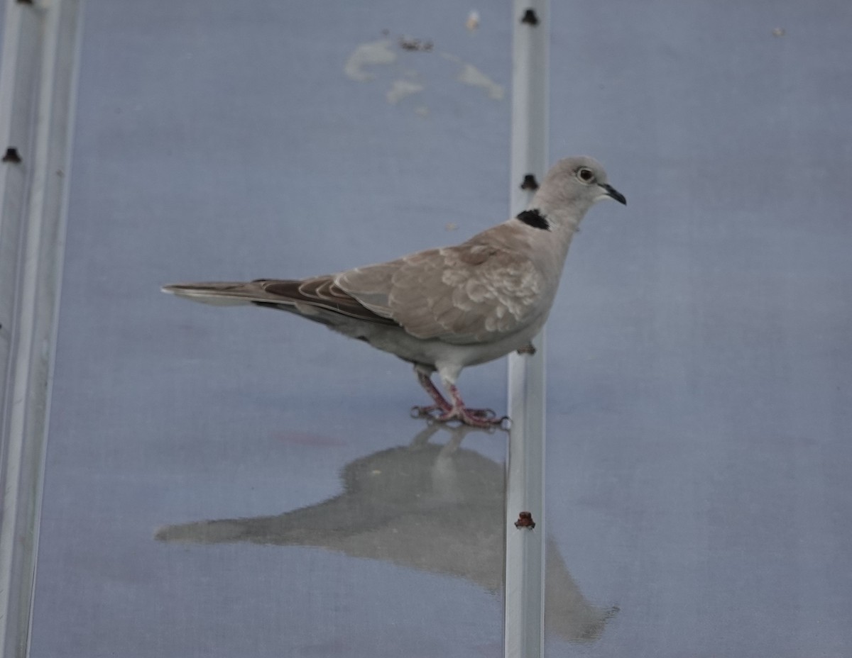 Eurasian Collared-Dove - John  Paalvast