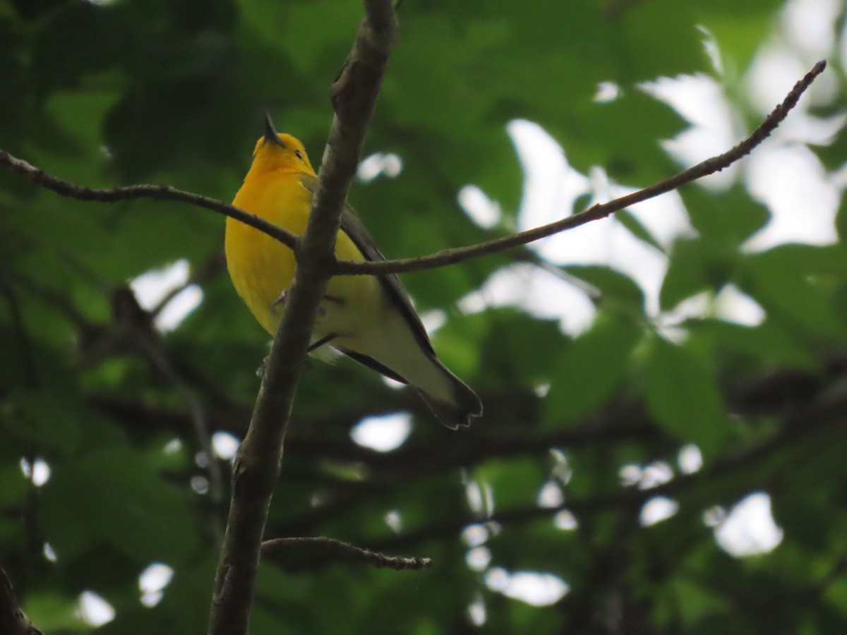 Prothonotary Warbler - ML618238477