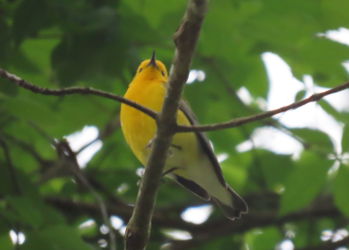 Prothonotary Warbler - ML618238482