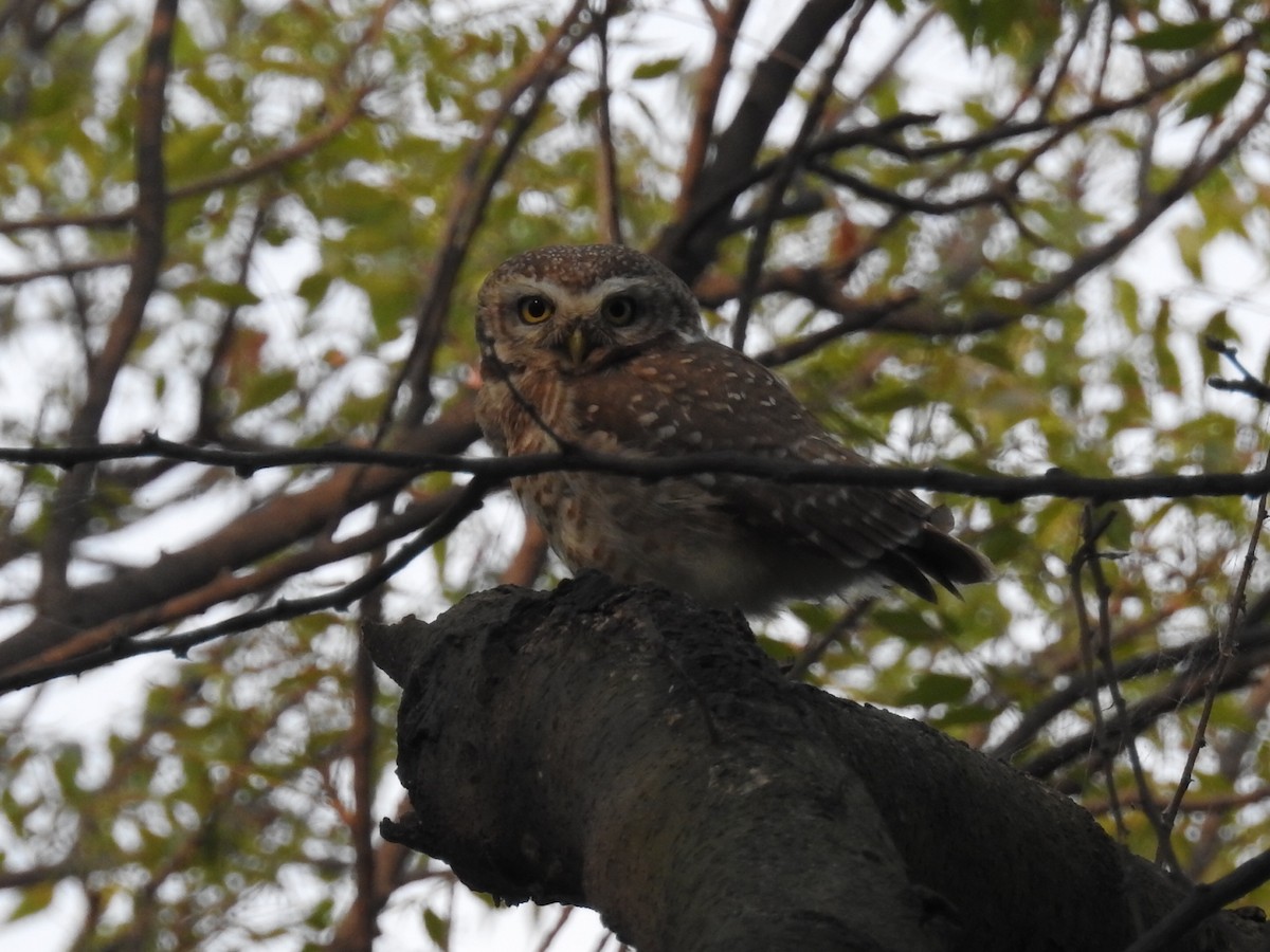 Spotted Owlet - ML618238488