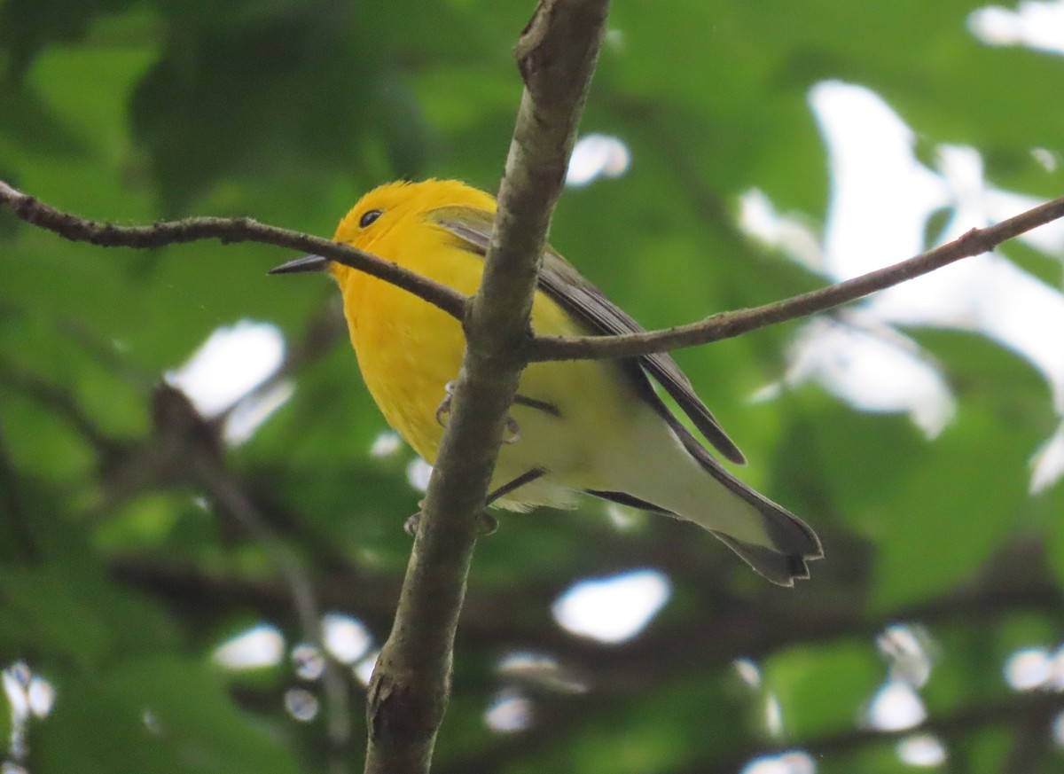 Prothonotary Warbler - ML618238511