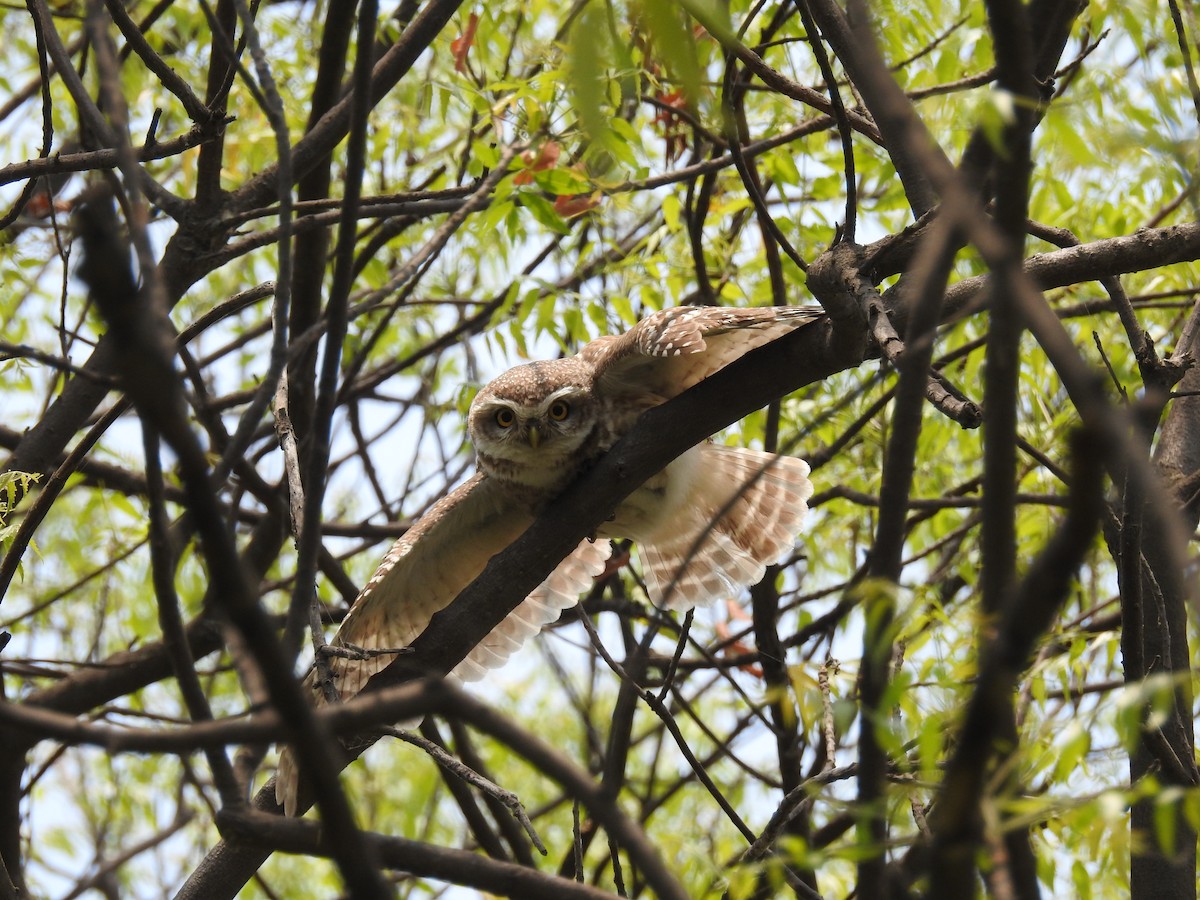 Spotted Owlet - ML618238517