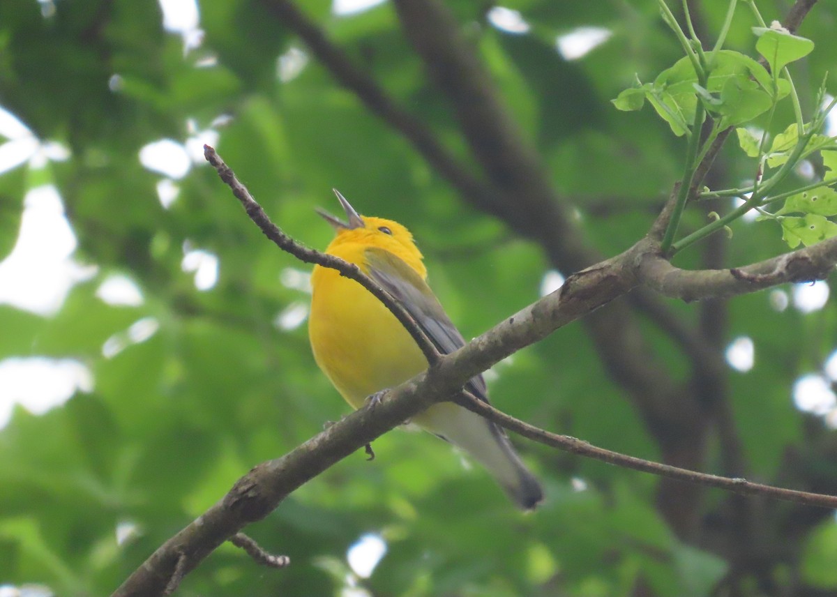 Prothonotary Warbler - ML618238519
