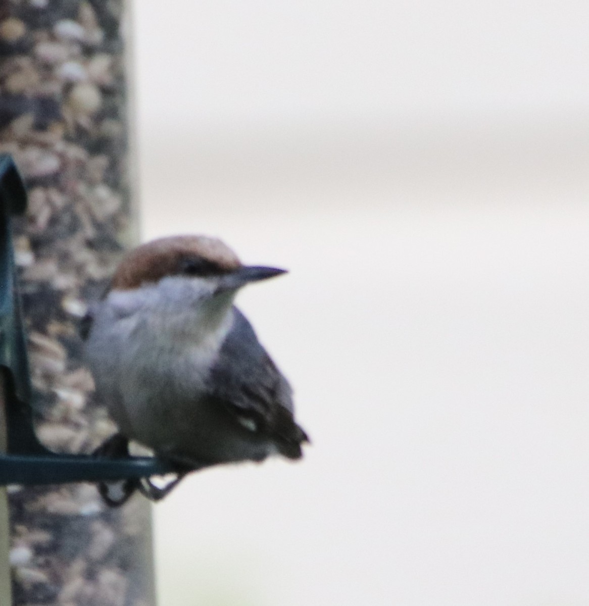 Brown-headed Nuthatch - ML618238521
