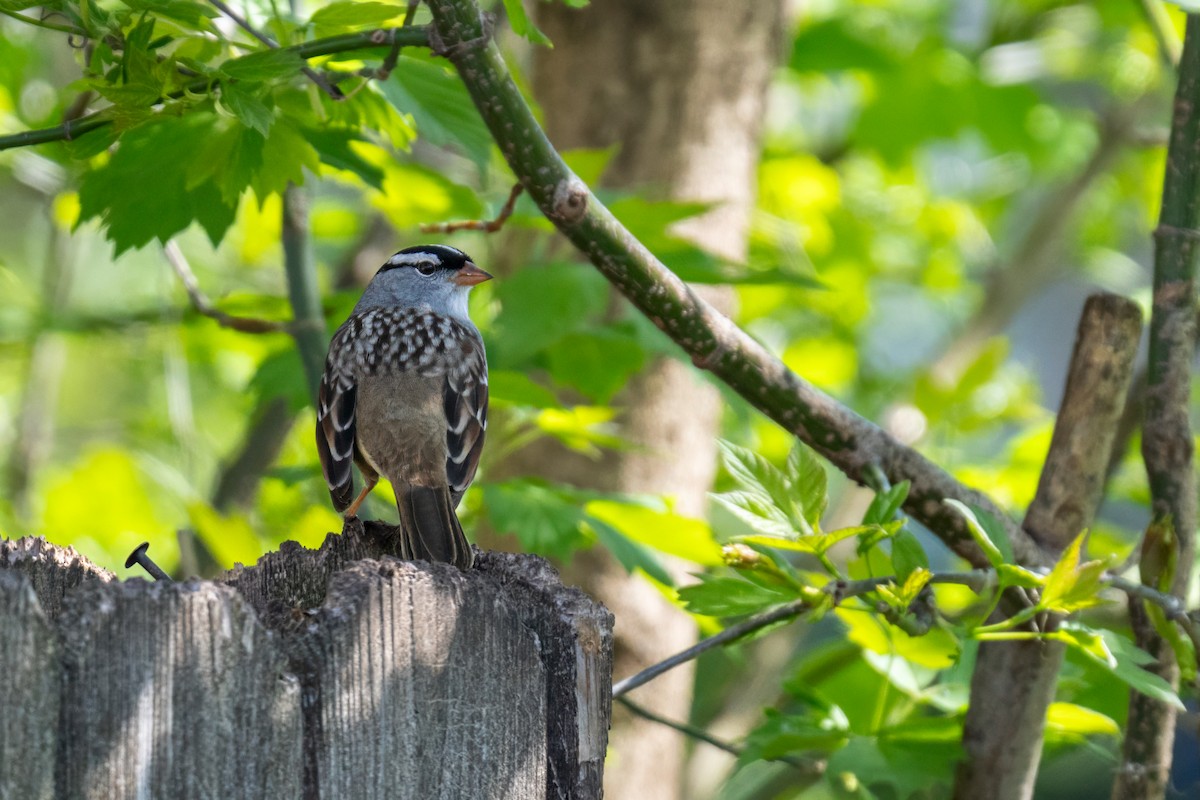 White-crowned Sparrow - ML618238527