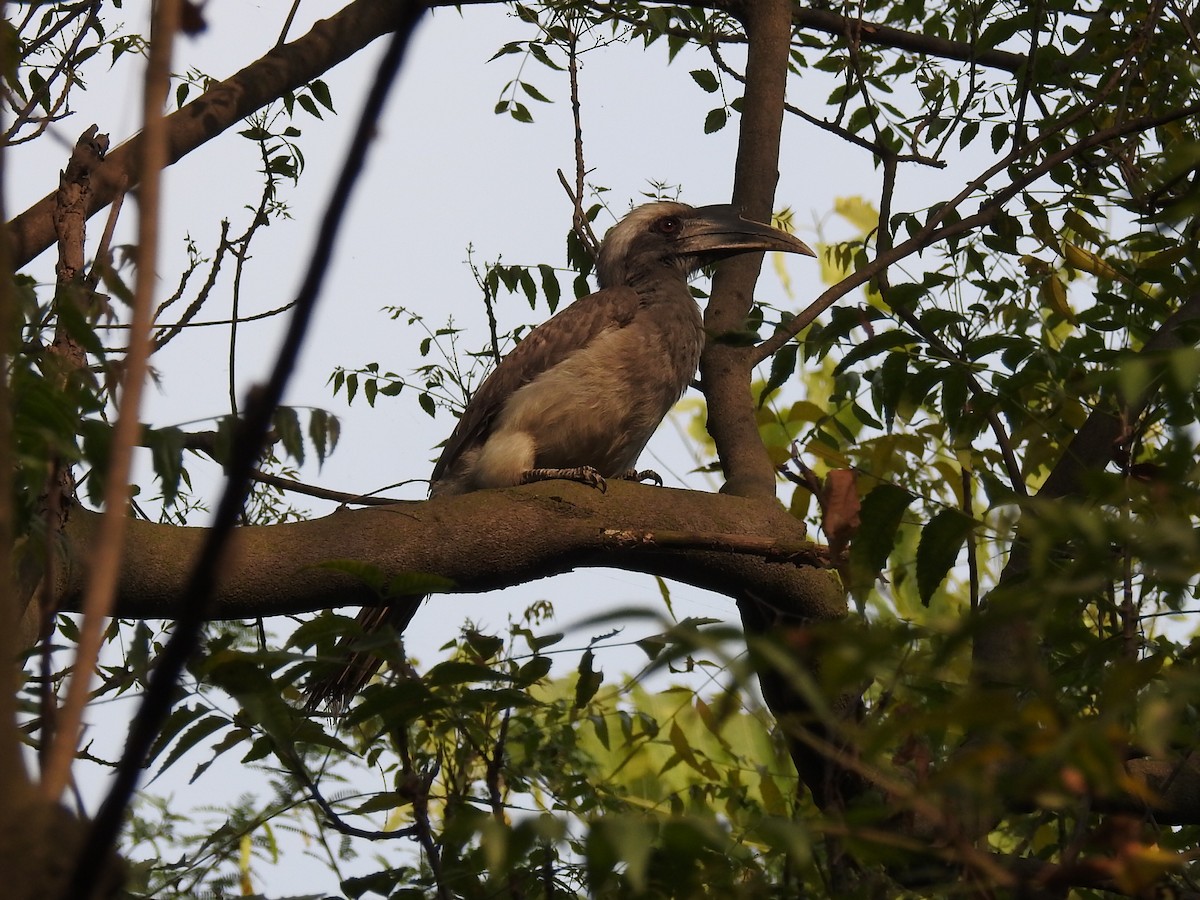 Indian Gray Hornbill - ML618238550