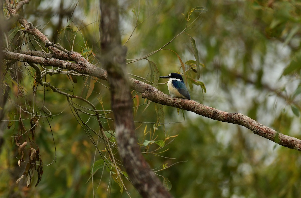 Forest Kingfisher - ML618238600