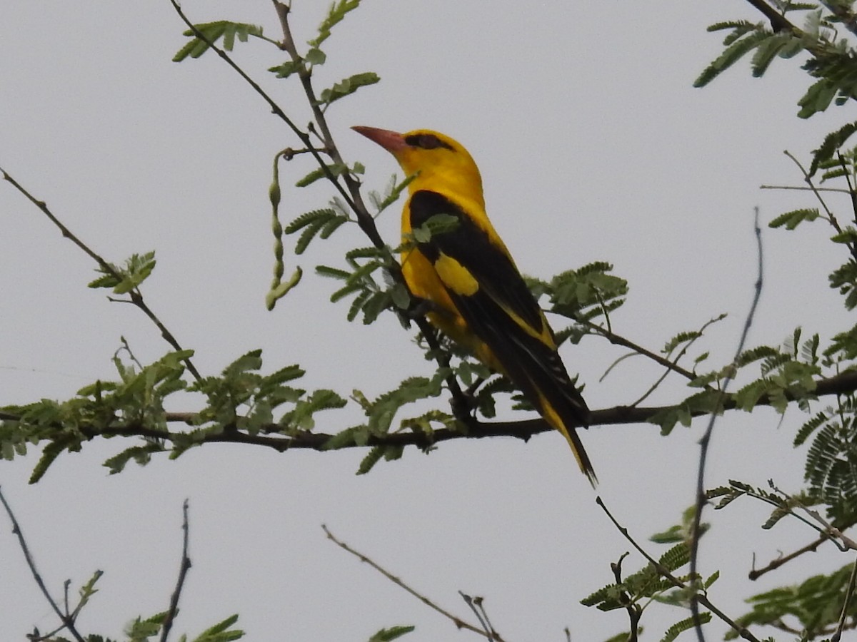 Indian Golden Oriole - ML618238623