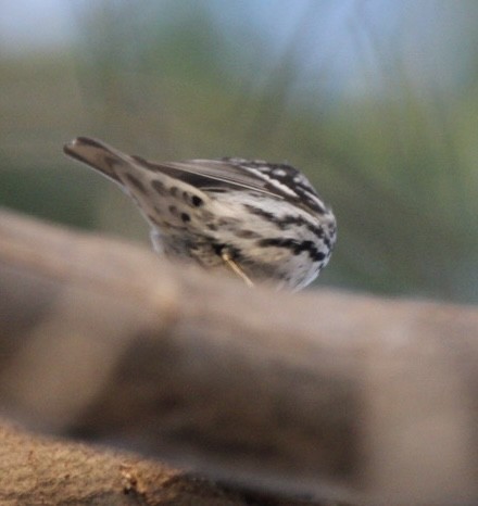 Black-and-white Warbler - ML618238647
