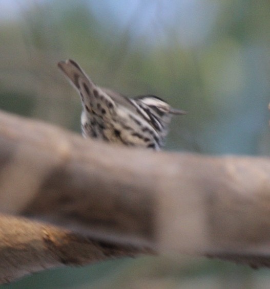 Black-and-white Warbler - ML618238648
