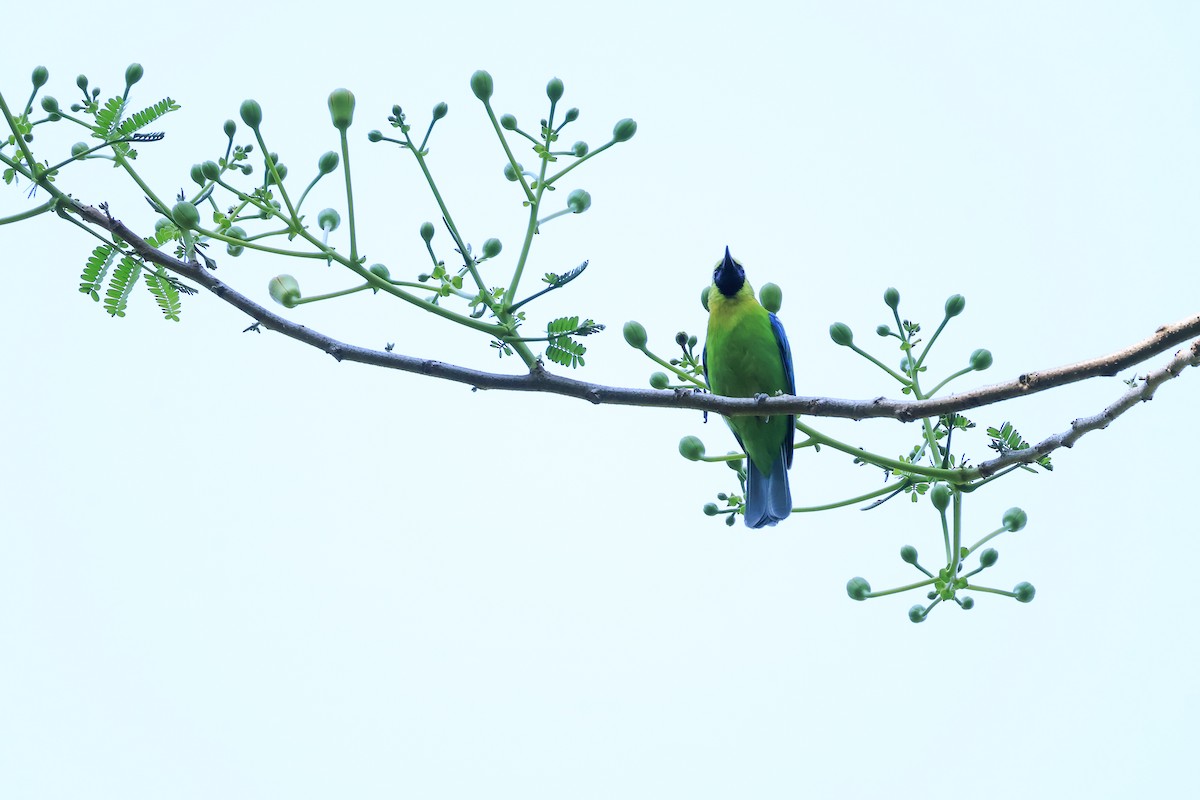 Blue-winged Leafbird - ordinary birder