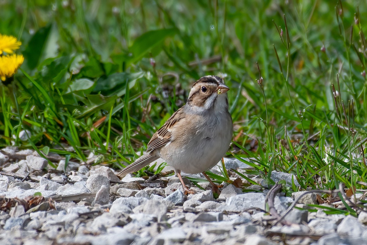 Clay-colored Sparrow - ML618238694