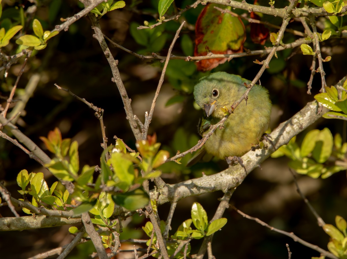 Painted Bunting - ML618238708