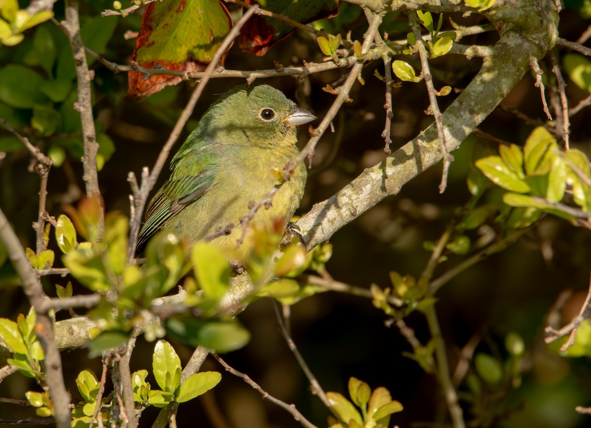 Painted Bunting - ML618238709