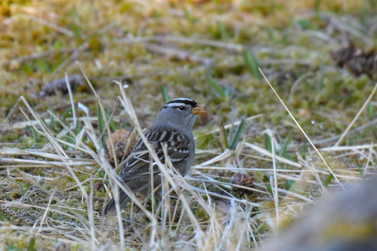 White-crowned Sparrow - ML618238717