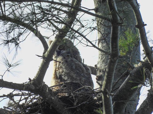 Great Horned Owl - ML618238725