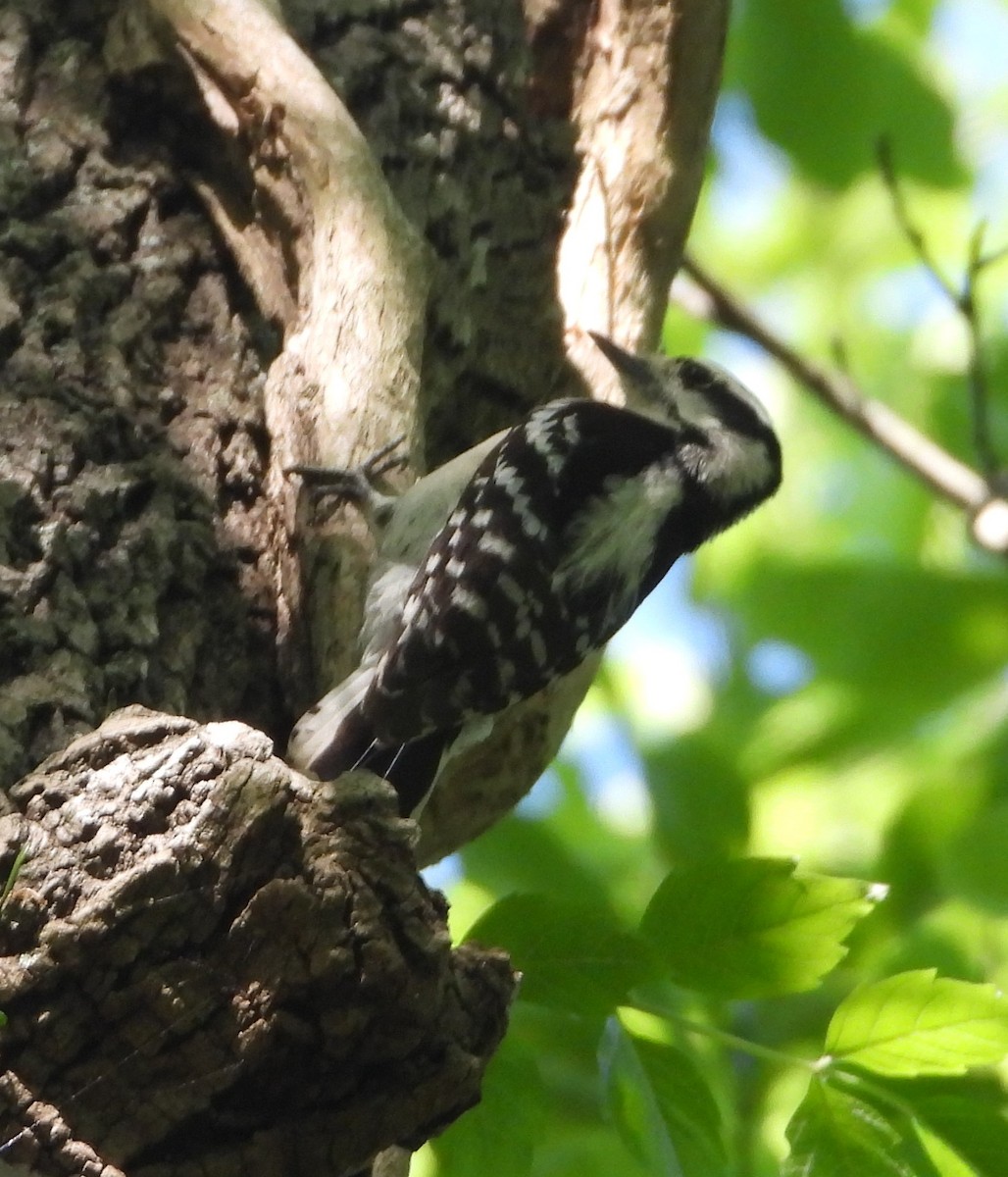 Downy Woodpecker - ML618238730