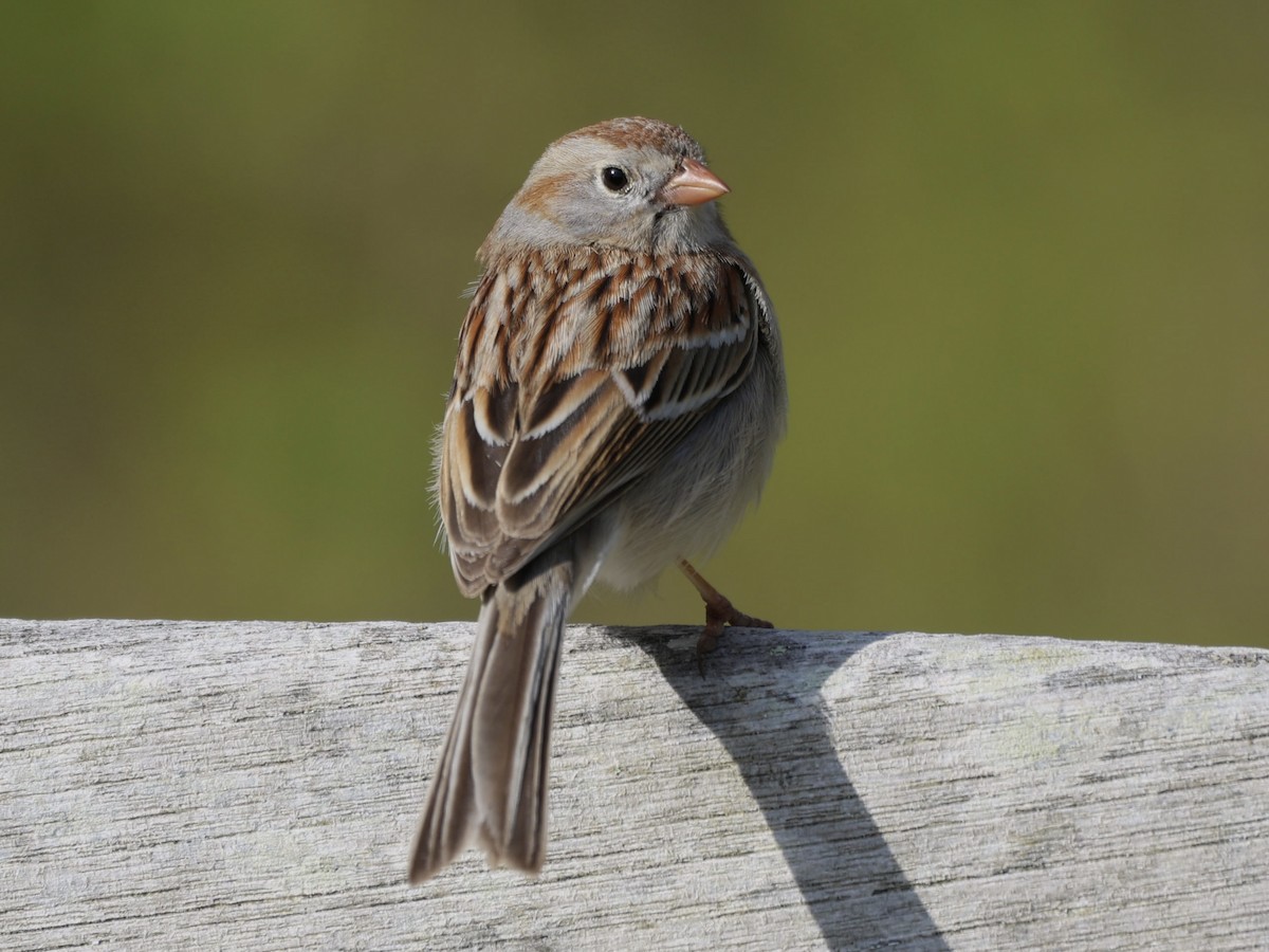 Field Sparrow - Andreas Krohn