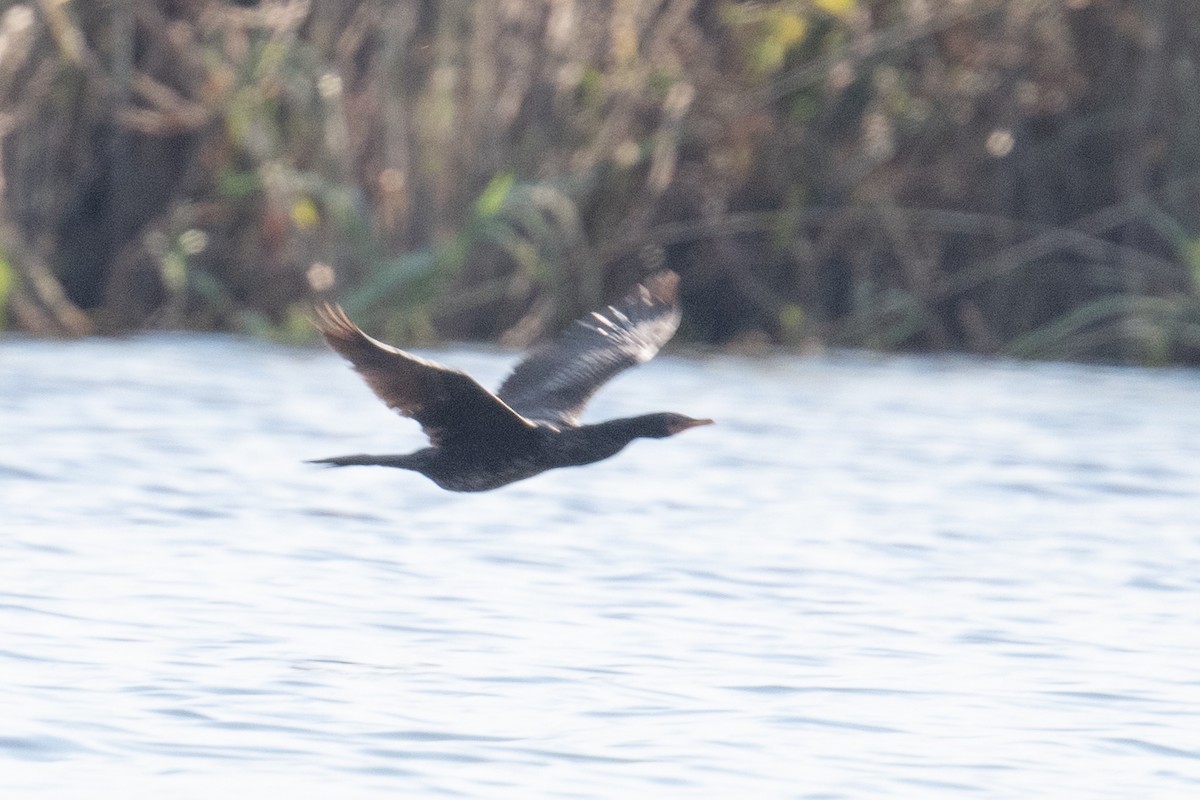 Long-tailed Cormorant - ML618238764