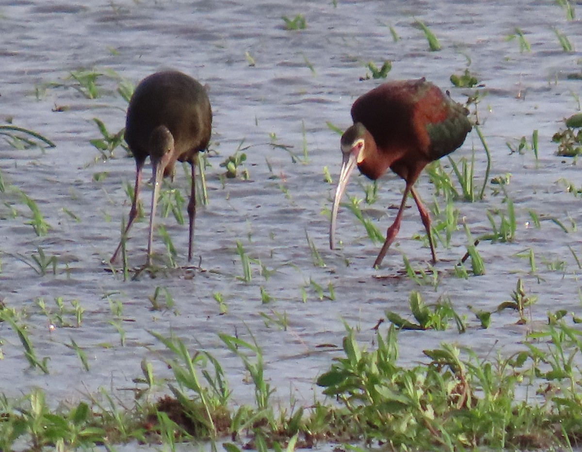 White-faced Ibis - Darcy Juday
