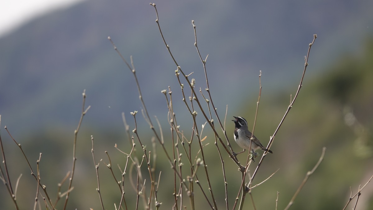 Black-throated Sparrow - ML618238792