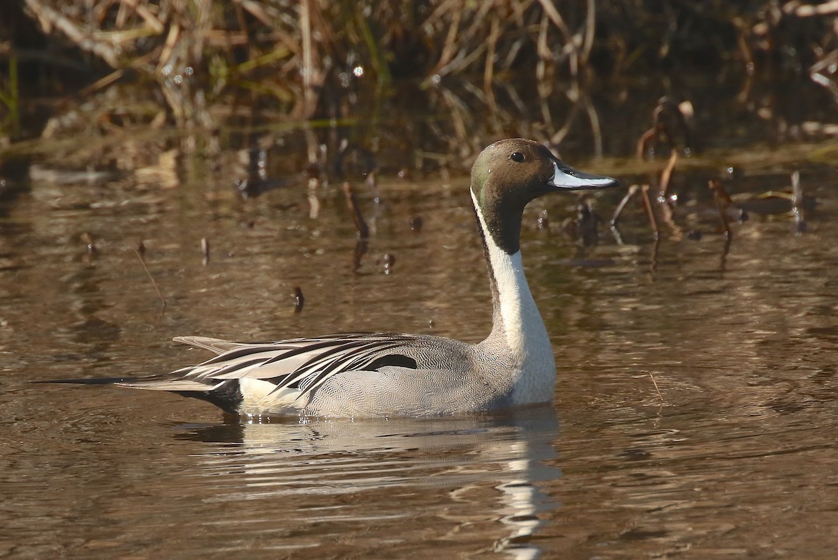 Northern Pintail - Denise  McIsaac