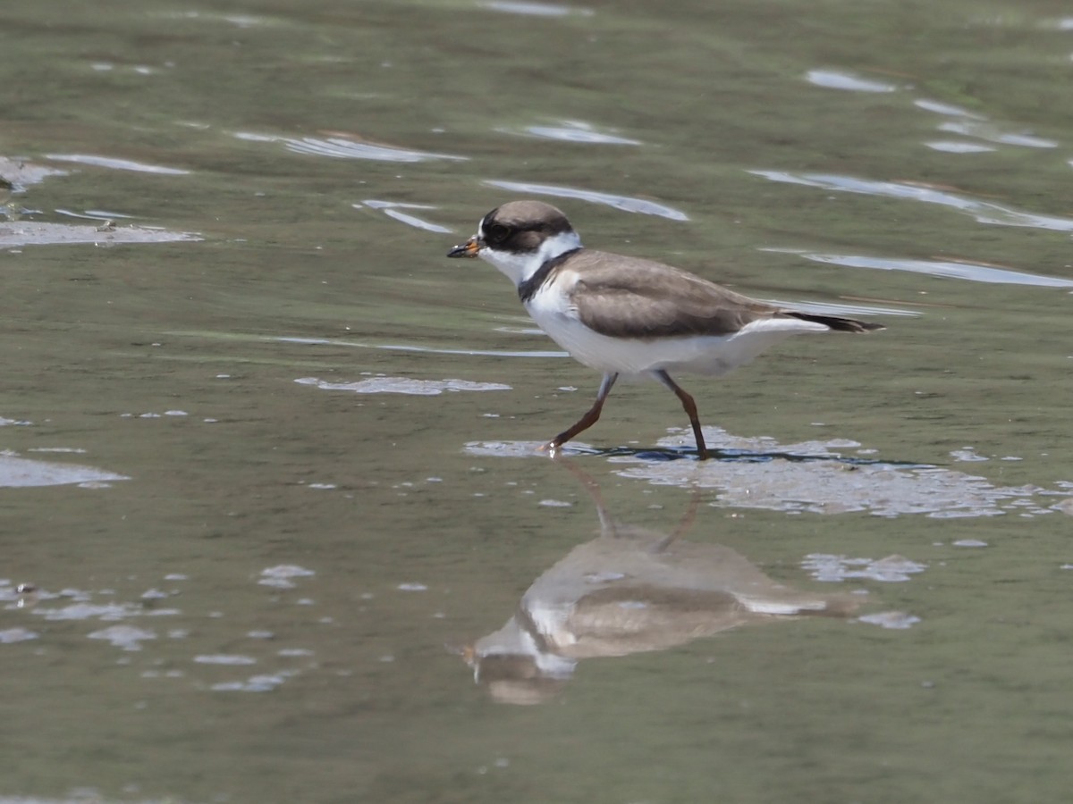 Semipalmated Plover - ML618238804