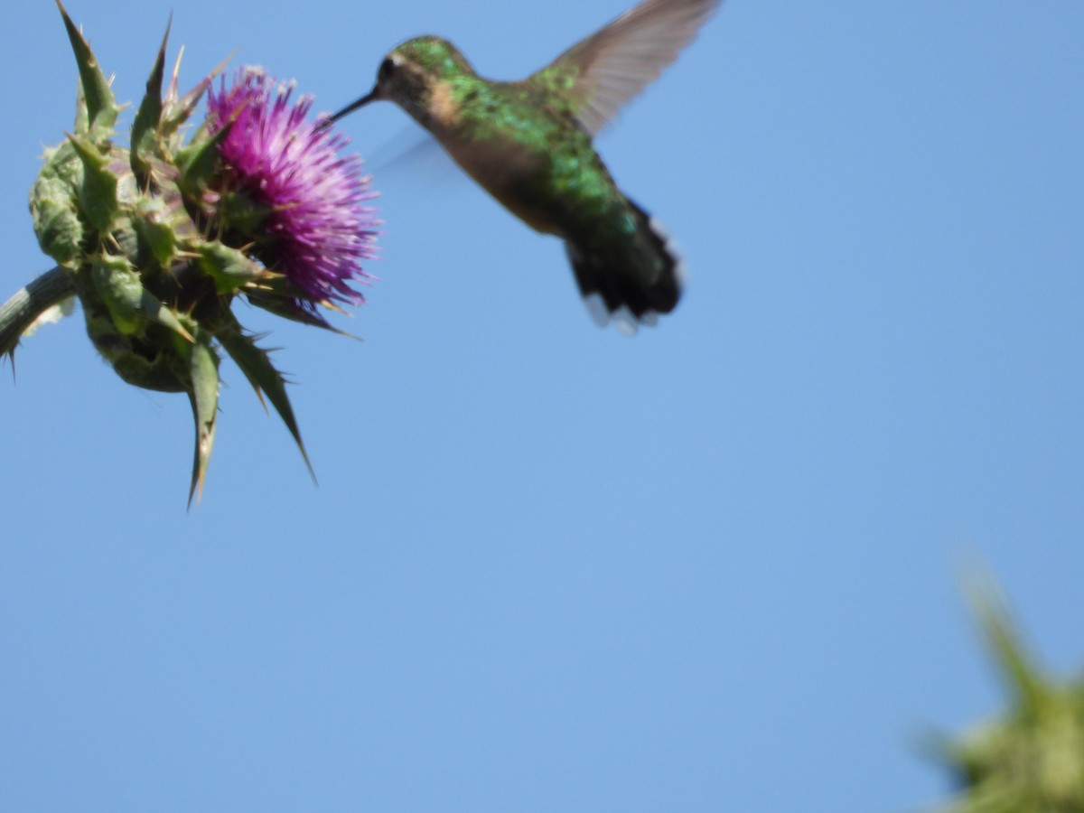 Rufous Hummingbird - Mark Donahue