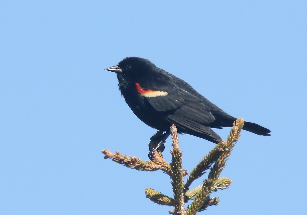 Red-winged Blackbird - Denise  McIsaac