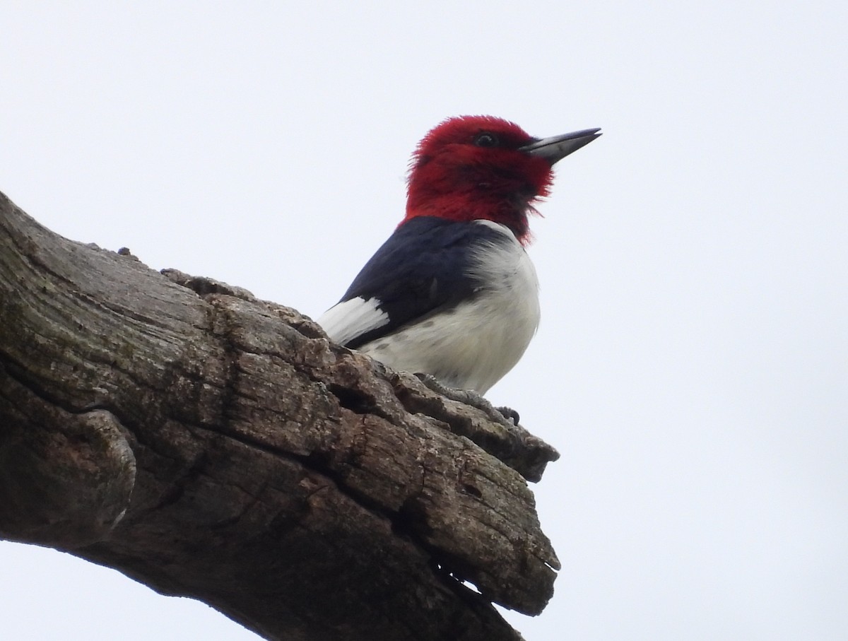 Red-headed Woodpecker - Kathy Springer