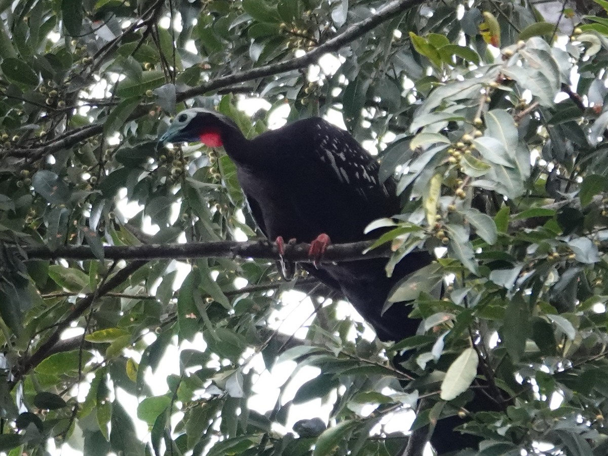 Red-throated Piping-Guan - ML618238860