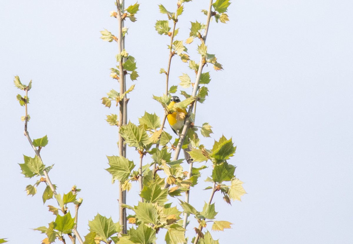 Yellow-breasted Chat - ML618238872