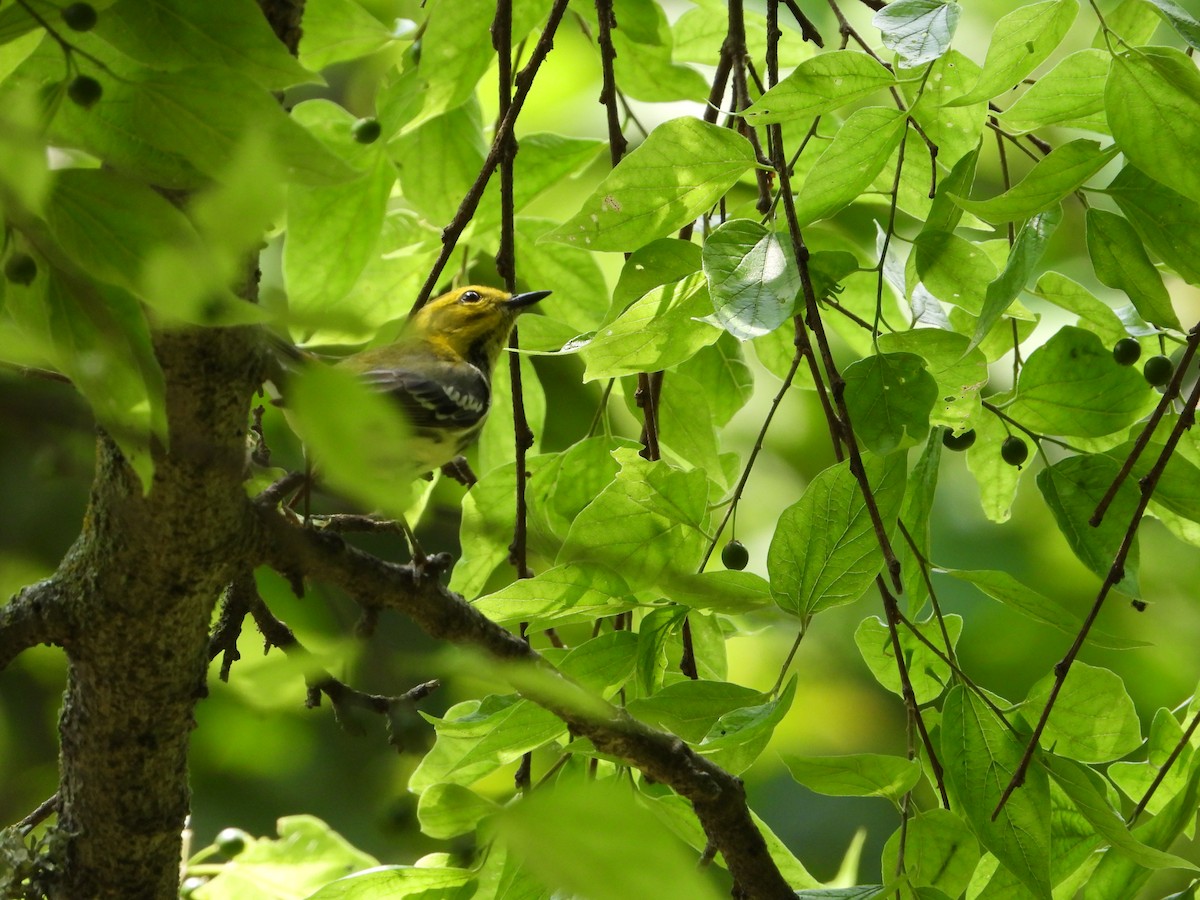 Black-throated Green Warbler - ML618238874