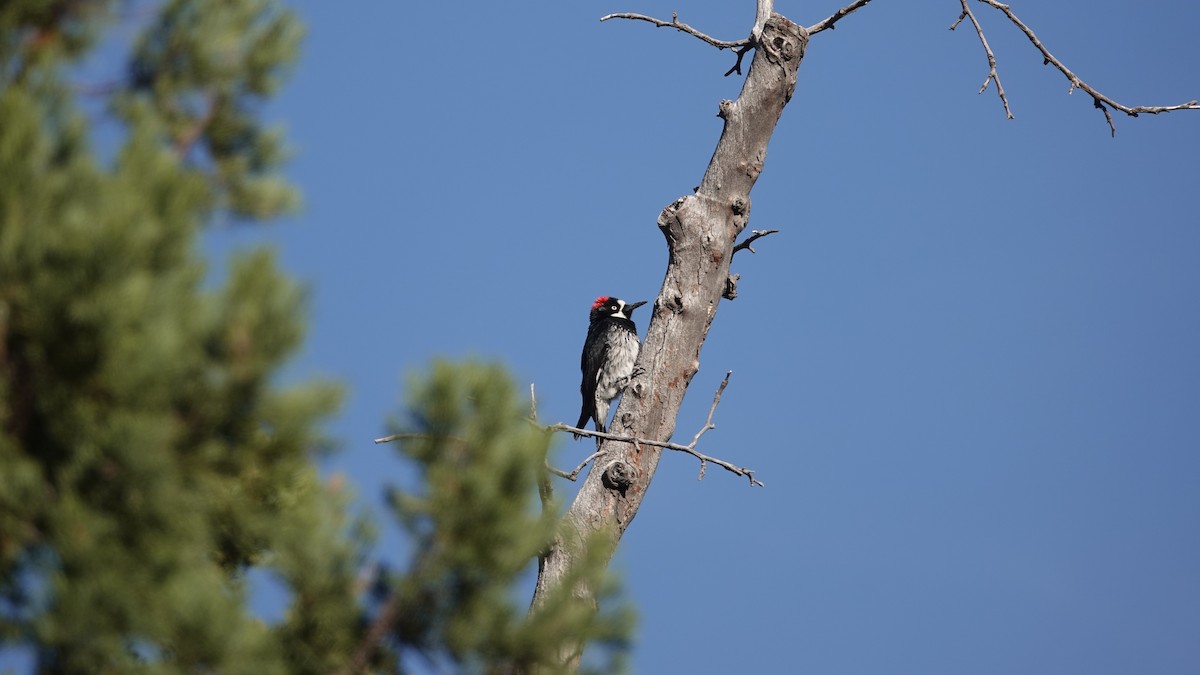 Acorn Woodpecker - leo wexler-mann