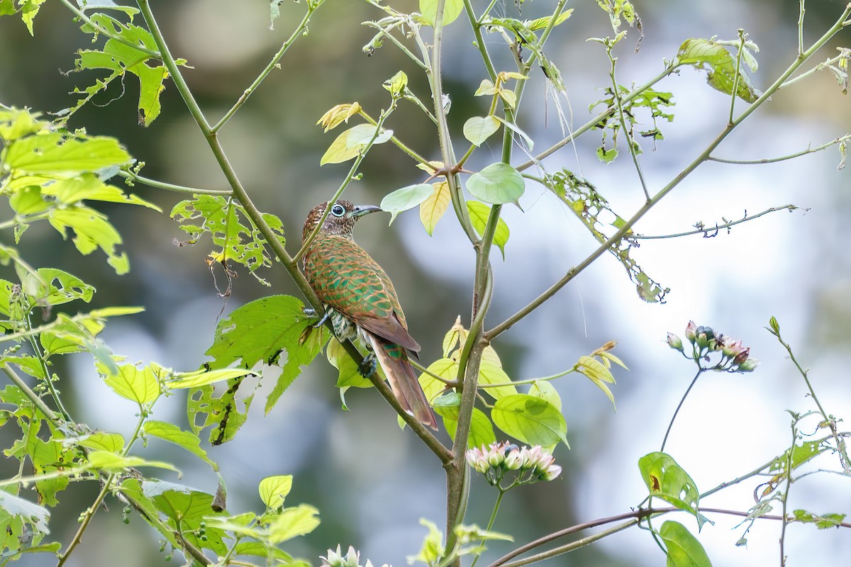 African Emerald Cuckoo (African) - ML618238890
