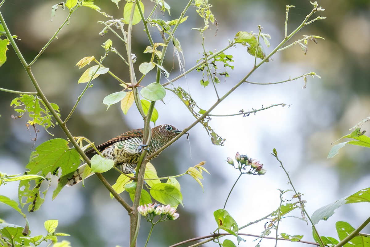 African Emerald Cuckoo (African) - ML618238898