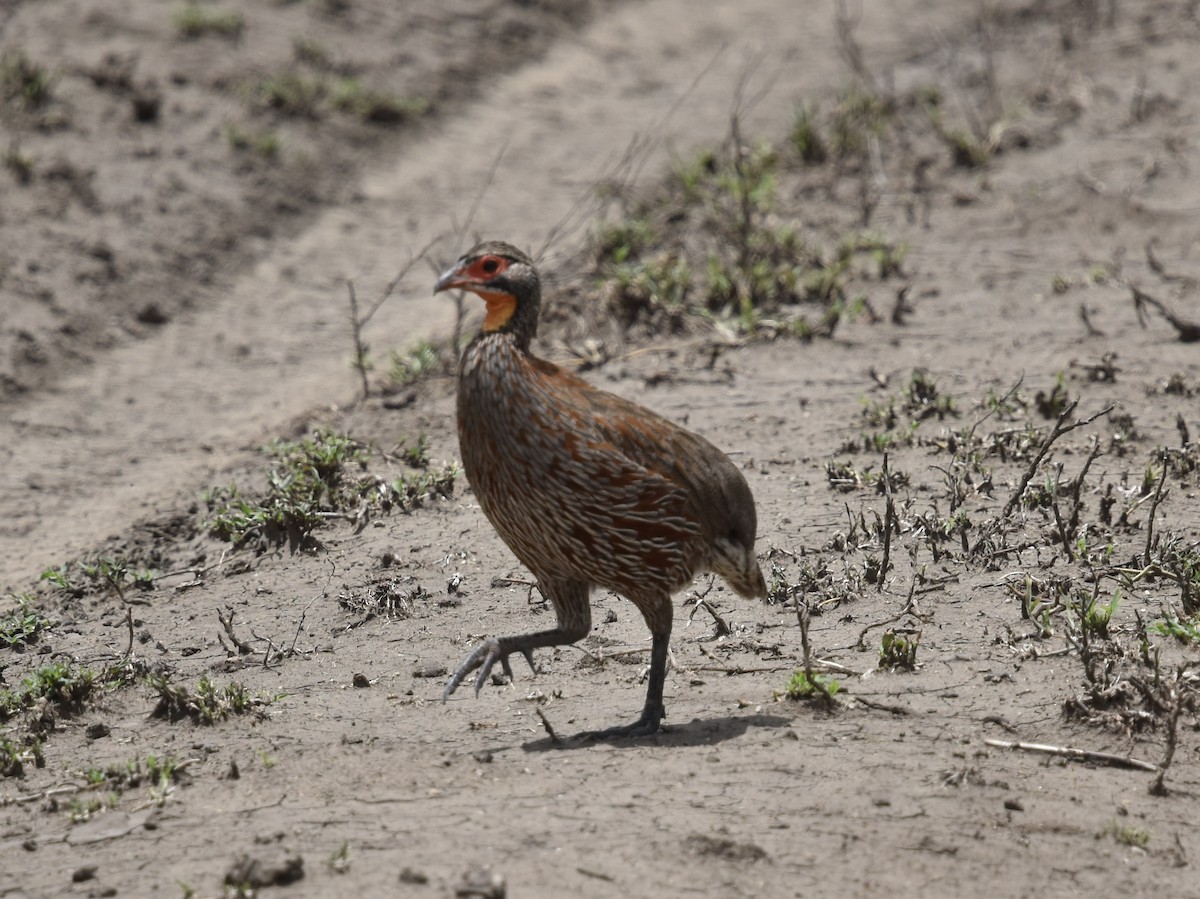 Gray-breasted Spurfowl - ML618238910