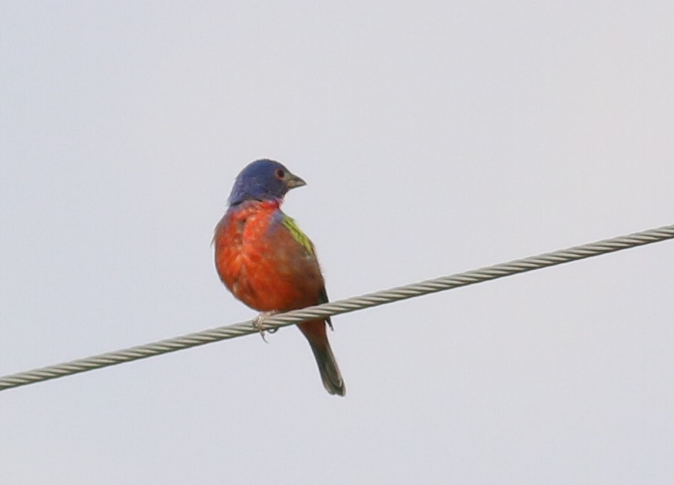 Painted Bunting - ML618238915