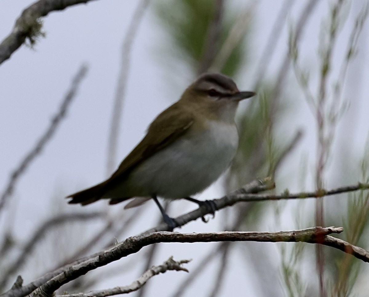 Red-eyed Vireo - Dean Silvers
