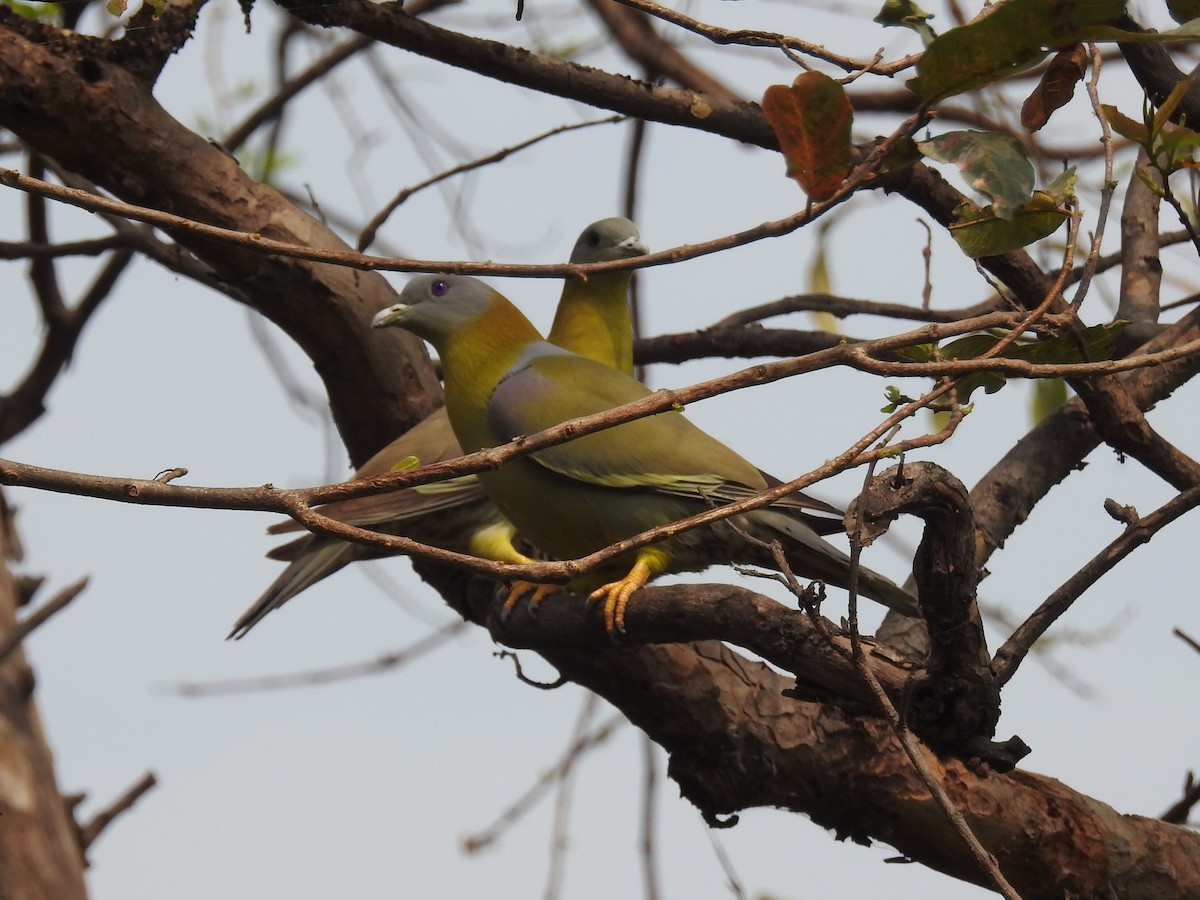 Yellow-footed Green-Pigeon - ML618238981