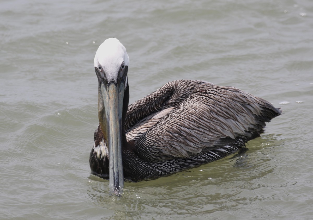 pelikán hnědý - ML618238987