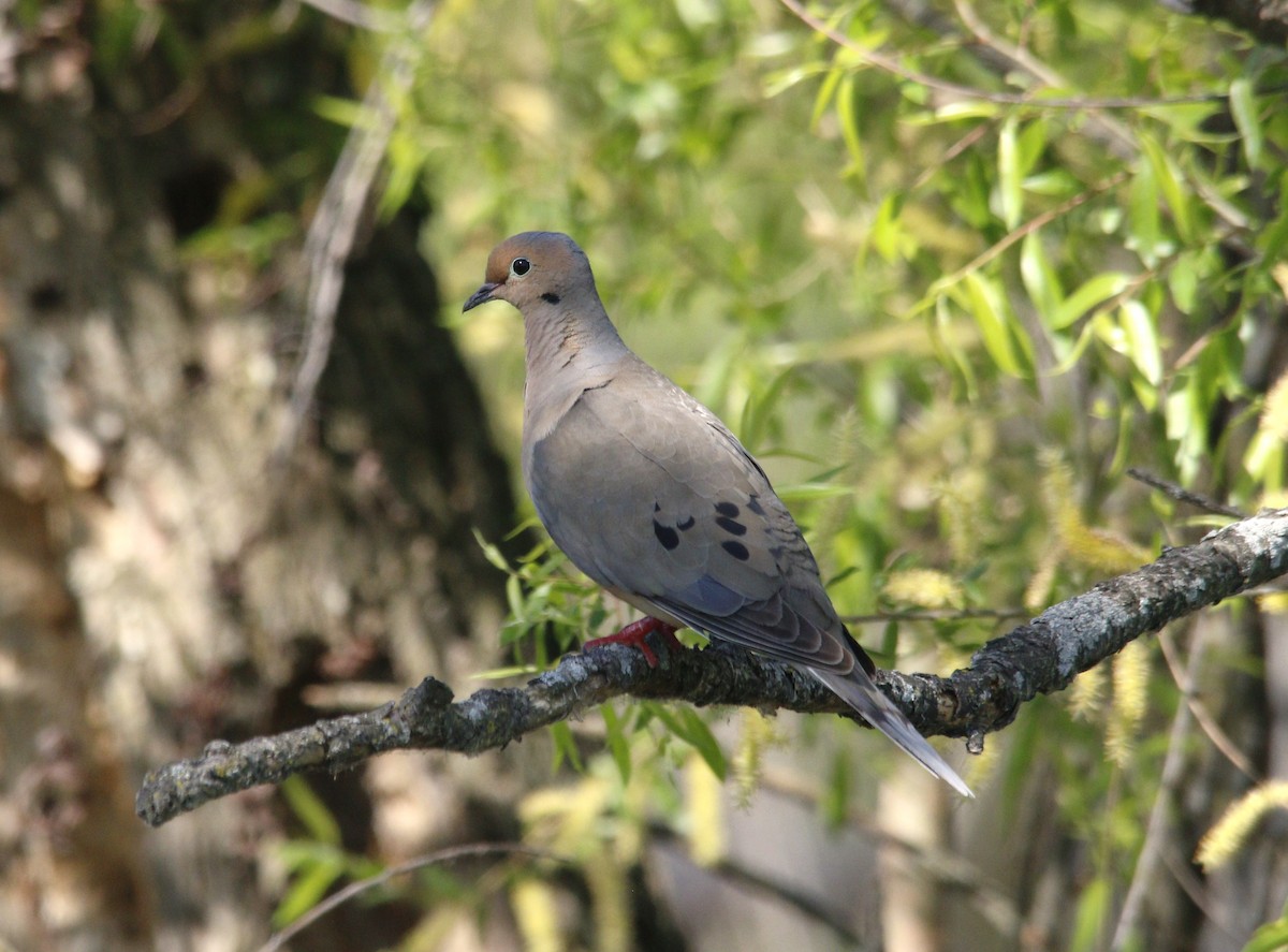Mourning Dove - Becky Lutz