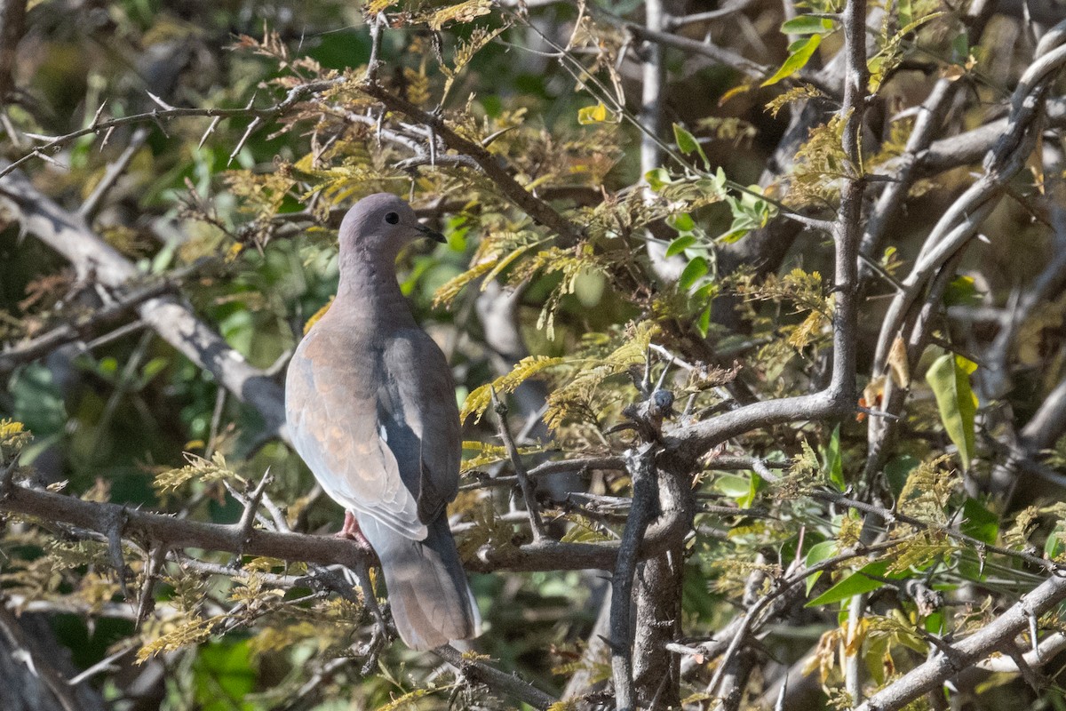 Laughing Dove - ML618239019