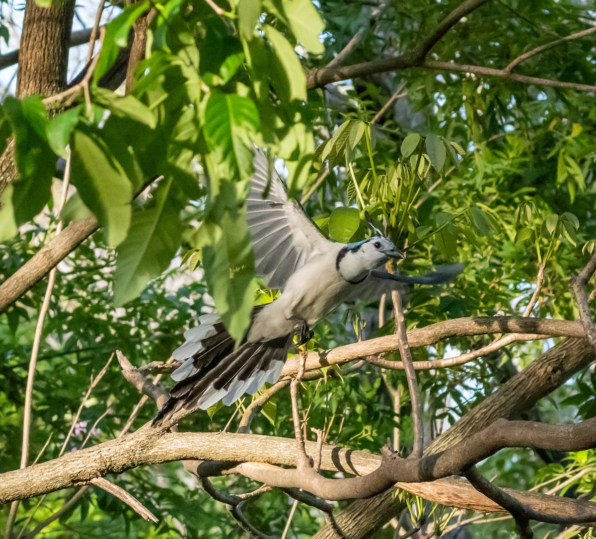 White-throated Magpie-Jay - ML618239020
