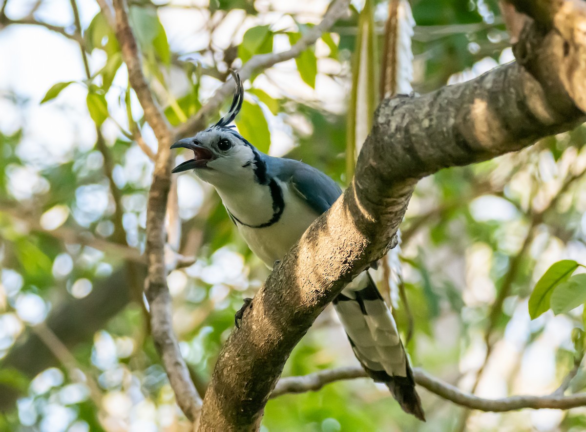 White-throated Magpie-Jay - ML618239021