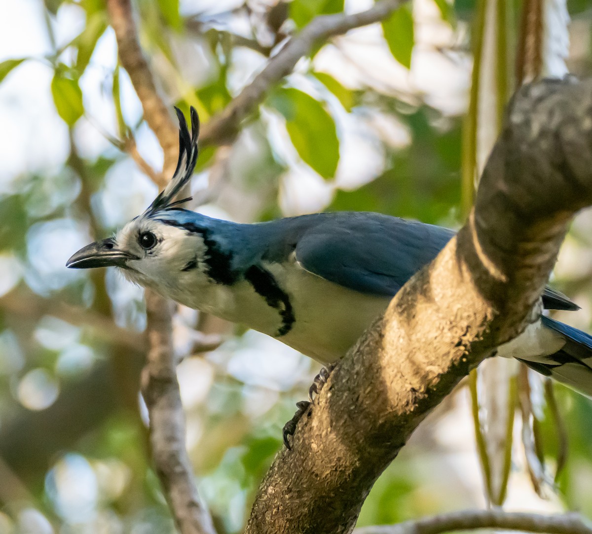 White-throated Magpie-Jay - ML618239022